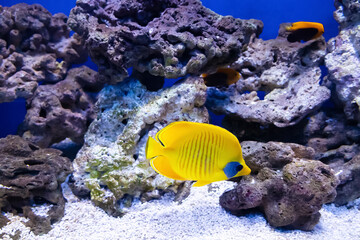 Naklejka na ściany i meble Bluecheek butterflyfish in aquarium with coral reef in background
