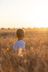 Naklejka na ściany i meble A little boy standing in wheat field in backlight at sunset. Odessa, Ukraine