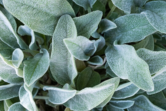 Background from a plant Stachys byzantina or woolly betony, lamb's ear Green leaf texture.