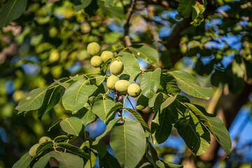 Fototapeta premium A green leaf berries in Portland, Oregon