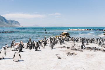 viele Pinguine in einer Kolonie stehend zusammen am Meer in Südafrika