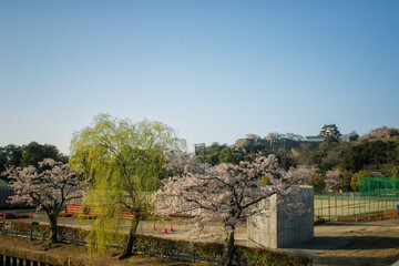Fototapeta na wymiar 滋賀県彦根市の金亀公園から見える国宝彦根城と春景色