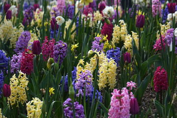 Fototapeta premium Blühende Blumenwiese im Frühling