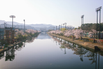 Obraz premium 滋賀県彦根市の彦根港湾沿いの満開の桜並木と朝の風景