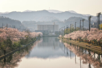 滋賀県彦根市の彦根港湾沿いの満開の桜並木と朝の風景