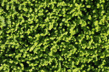 Full Frame Green plant sedum, leaves foliage nature background, top view. Fresh garden abstract foliage