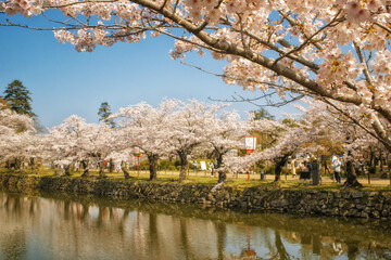Fototapeta na wymiar 滋賀県彦根市の彦根城周辺のお堀沿いに咲く満開の桜