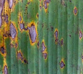 Large green plant leaf with decay background texture