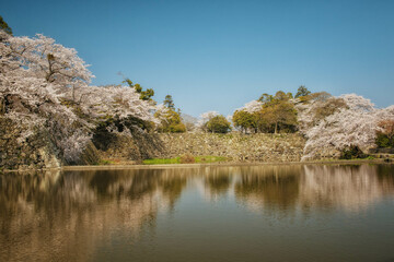 滋賀県彦根市の彦根城周辺のお堀沿いに咲く満開の桜