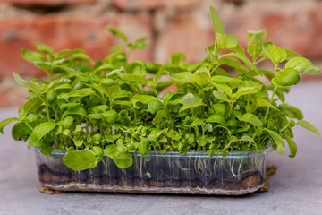 Aromatic herbs. Vegan and healthy eating concept. Home gardening. Growing healthy vitamin greens at home. Beautiful sprouts of microgreens. Sprouted basil germinated from quality organic plant seed