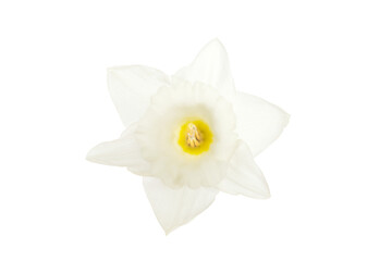 Fototapeta na wymiar one White flower narcissus isolated on a white background 