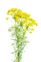 Cypress spurge (Euphorbia cyparissias) flowers  isolated on white background.