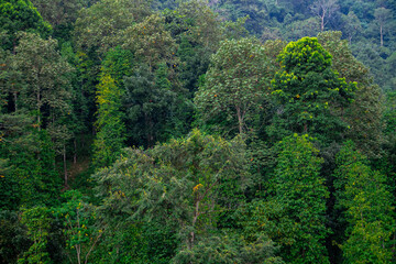 forest in the mountains