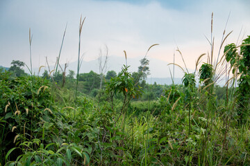 field in the morning