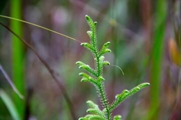close up of grass