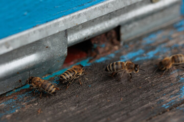 detailed view of working bees in a bee hive. Wooden beehive and bees. bees flying back in hive