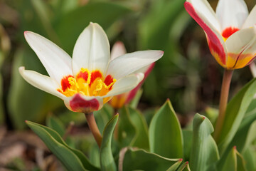 White flowers of tulips close up nature background