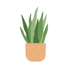 Potted Sansevieria, snake plant. Interior houseplant growing in flowerpot. Green home tongue-leaf decor. Indoor decoration, bow string hemp. Flat vector illustration isolated on white background