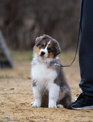aussie puppy on the playground