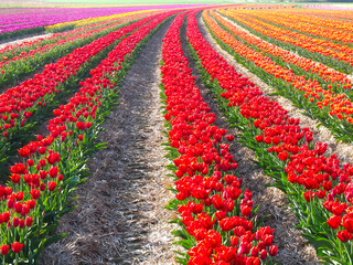 Tulip agriculture - blooming tulip fields in many colors