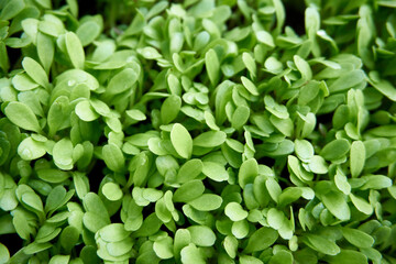 Green organic herb in near plan