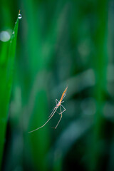 spider on a web