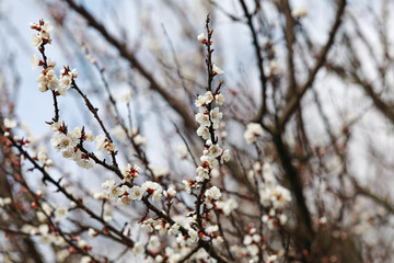 beautiful twigs of flowering trees in spring