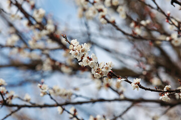 beautiful twigs of flowering trees in spring