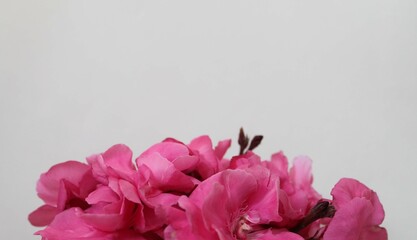 bouquet of pink oleander flowers in the foreground in blur, space for text