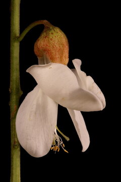 False Acacia (Robinia pseudoacacia). Isolated Flower Closeup