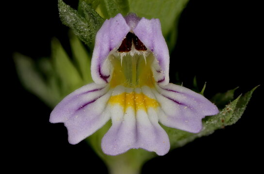 Spring Eyebright (Euphrasia x vernalis). Flower Closeup