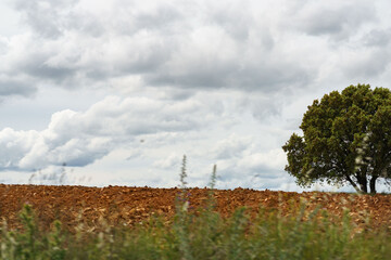 Landscape of fields of Zamora, Castilla y León, Spain