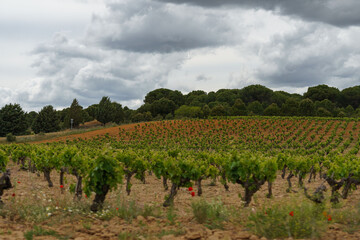 Fototapeta na wymiar Landscape of fields of Zamora, Castilla y León, Spain