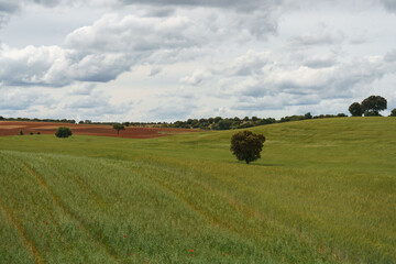 Landscape of fields of Zamora, Castilla y León, Spain