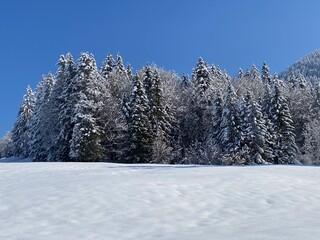 Picturesque canopies of alpine trees in a typical winter atmosphere after the spring snowfall over the Obertoggenburg alpine valley and in the Swiss Alps - Nesslau, Switzerland (Schweiz)