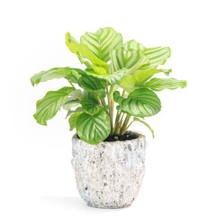 観葉植物、カラテア・オルビフォリアの鉢植え【白背景】