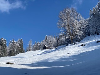 Picturesque canopies of alpine trees in a typical winter atmosphere after the spring snowfall over the Obertoggenburg alpine valley and in the Swiss Alps - Nesslau, Switzerland (Schweiz)