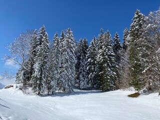 Picturesque canopies of alpine trees in a typical winter atmosphere after the spring snowfall over the Obertoggenburg alpine valley and in the Swiss Alps - Nesslau, Switzerland (Schweiz)