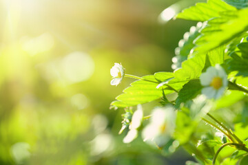 Strawberry plant on abstract green bokeh background in sunny garden