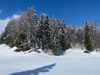 Picturesque canopies of alpine trees in a typical winter atmosphere after the spring snowfall over the Obertoggenburg alpine valley and in the Swiss Alps - Nesslau, Switzerland (Schweiz)