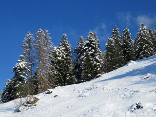 Picturesque canopies of alpine trees in a typical winter atmosphere after the spring snowfall over the Obertoggenburg alpine valley and in the Swiss Alps - Nesslau, Switzerland (Schweiz)