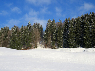Picturesque canopies of alpine trees in a typical winter atmosphere after the spring snowfall over the Obertoggenburg alpine valley and in the Swiss Alps - Nesslau, Switzerland (Schweiz)