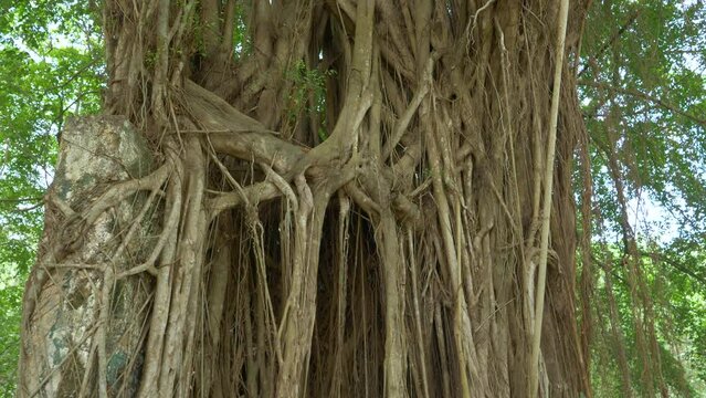 CLOSE UP: Strangler fig rises above other trees in the heart of a tropical rainforest in Panama. Smaller vines climb up a historic banyan tree. Ancient tree of spectacular lush green Panama jungle.