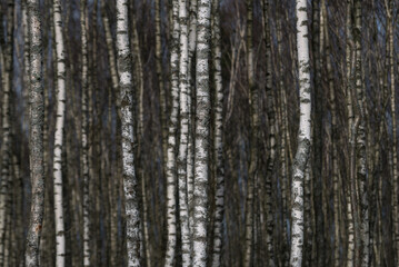BIRCH TREES - A forest of white trees in early spring

