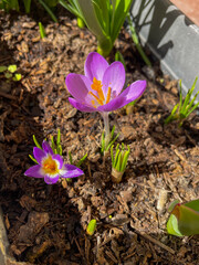 Crocus sieberi tricolor flower completely open and a second flower starting to bloom along with other green shoots of the same species of bulb. Fuchsia colored bulbous plant. Beautiful flower.