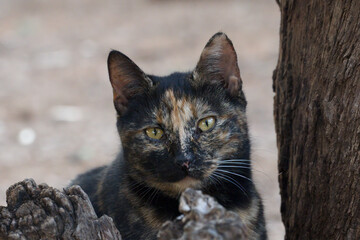 black and tan cat posing for the photographer.