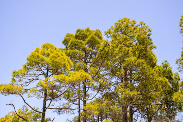 Pine forest over blue sky. Canarian pines with intense light green foliage. Grove on a clear, cloudless day.