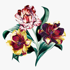Hand drawn vector tulips in vintage botanical style for design