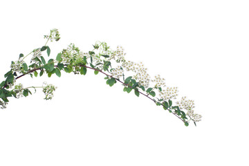 Green spirea leaves and white flowers isolated on a white background