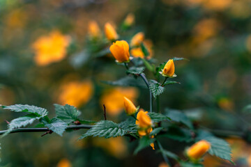Beautiful yellow small flowers. Background art Photography. Background blurry high quality photos 